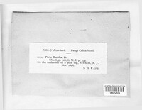 Poria xantha image